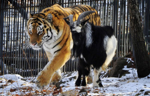 amur i timur