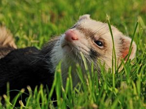 article6291558_veterinar_dolzhen_znat___kak_vzyat__obrazec_spermy_u_hor_ka