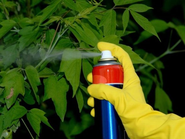 Фунгіциди: використання препаратів допоможе зібрати високий урожай
