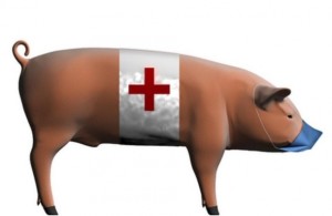 pig gripp