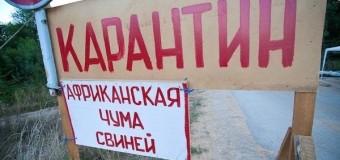 Африканская чума свиней в Крыму в 2016 году — введен режим ЧС