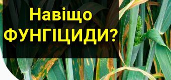 Фунгіциди: використання препаратів допоможе зібрати високий урожай